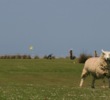 Royal North Devon Golf Club - Sheep